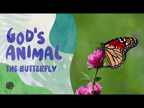 God's Animal - The Butterfly | Preschool