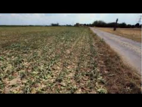 Amos 4:6-8  First Round Discipline by Famine and Drought