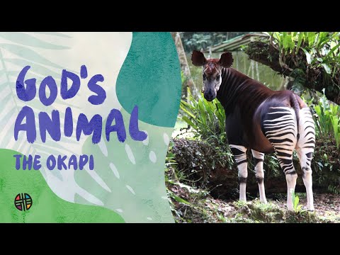 God's Animal - The Okapi | Preschool