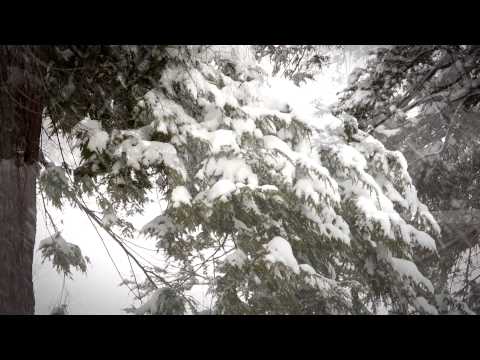 FLBC Daily Devotion Proverbs 15:9