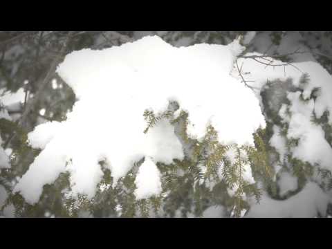 FLBC Daily Devotion Psalm 107:41