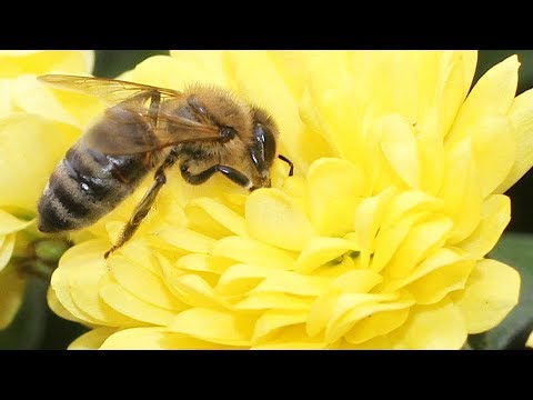 Holy Bible - 1 Peter 1 : 24 - 25