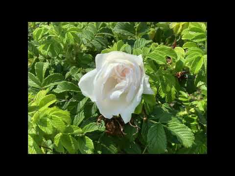 Coffee Break   (5 Minutes with God) Psalm 115:1-6