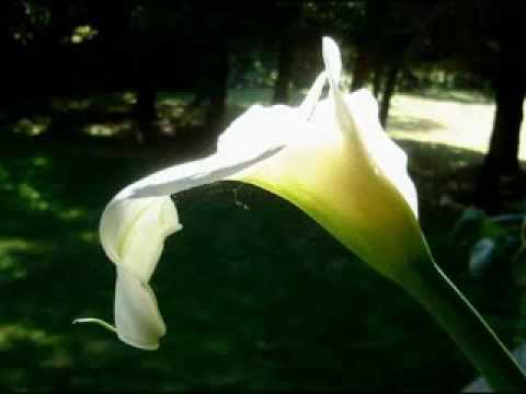 The Weakest Link (Matthew 12:15-21)