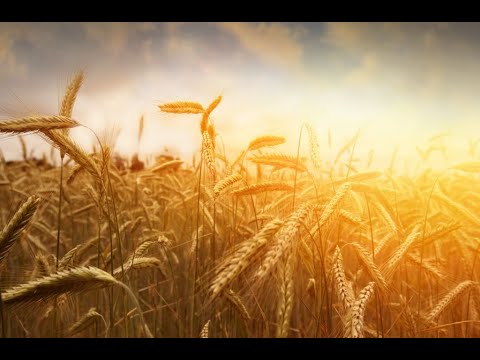 "Final entry into Jerusalem" Luke 19:32-40  (Apr 10, 2022)