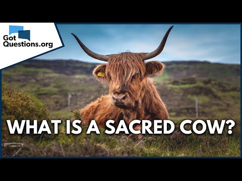 What is a sacred cow?  |  GotQuestions.org