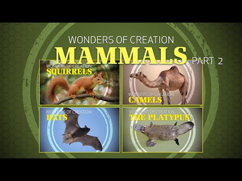 4. Mammals (Part 2) | Wonders of Creation Classroom Series