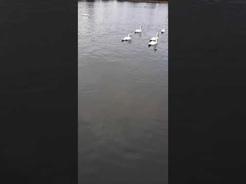 Psalm 145:16(You open Your hand and satisfy the desire of every living thing)