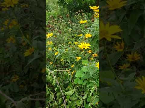 Psalm 95:2 (Let us enter His presence with thanksgiving, let us make a joyful noise to Him in song)