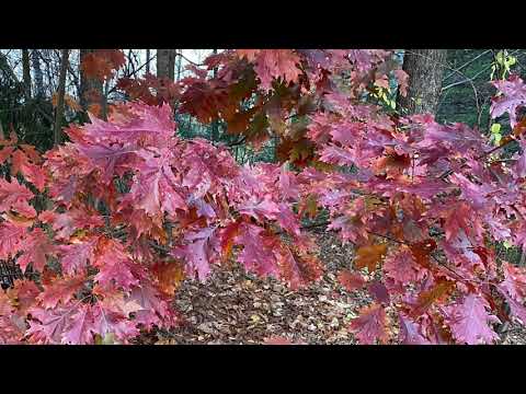 The Fruit Of Our Lips... Hebrews 13:14-16