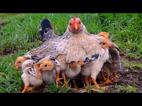 Jesus Will Die in Jerusalem - Luke 13:31-35