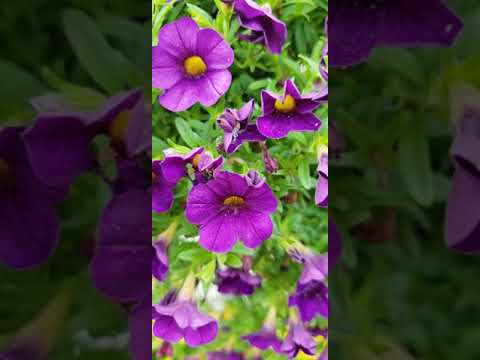 Psalm 115:15 (May you be blessed by the LORD, the Maker of heaven and earth)