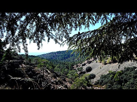 Ezekiel 17:22-24 | The Sign Of The Cedar | Lectionary bible reading