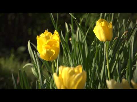 FLBC Daily Devotion Psalm 91:4-6