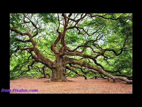 Whirlwind Tour of Old Testament (Week 11/36 - F) Judges 4:1-24 Reading by Rev. Rhoda