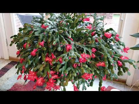 Read the Bible Through Series!  Day 2: John 1:43-51, John 2, NJKV