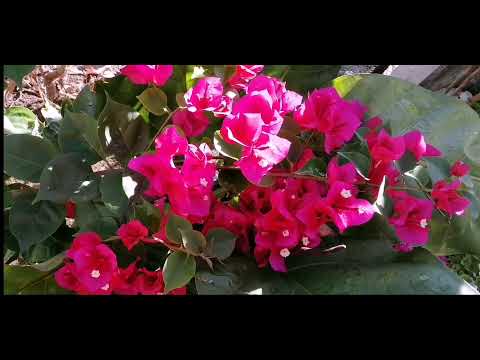 Prayer (Inspired by Psalm 104: 1-5)