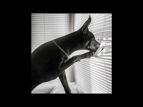 The Dog is Raptured (Mark 13:24-37)