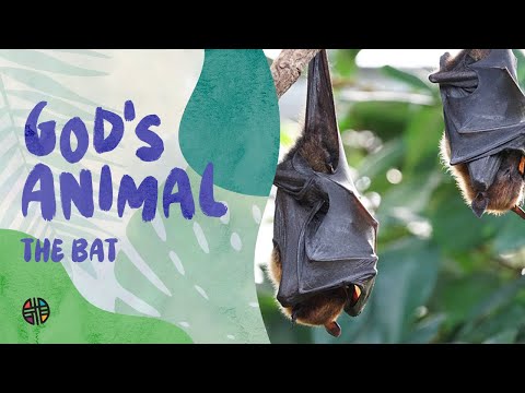 God's Animal - The Bat | Preschool