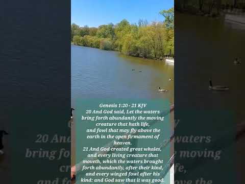 Versiculo Del Dia/Today's Verse Genesis 1:20-21