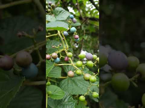 Psalm 145:4 (One generation shall praise Your works to another,  and shall declare Your mighty acts)