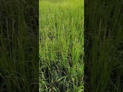 Mark 13:31(Heaven and earth will pass away, but my words will never pass away)