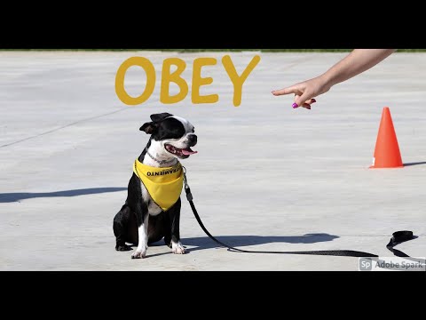 Acts 5:32  the Holy Ghost, whom God hath given to them that OBEY HIM