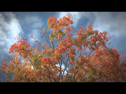 FLBC Daily Devotion Psalm 97:12