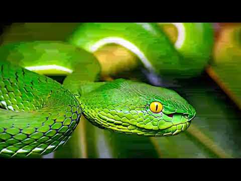 Genesis 3:8-15 | God Confronts Adam And Eve | Lectionary bible reading