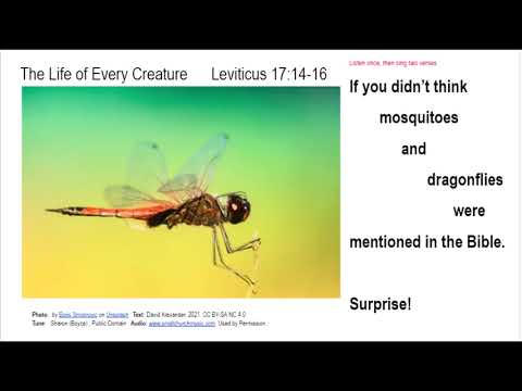 Leviticus 17:14-16  For the Life of Every Creature