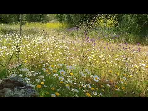 Scripture Verse By Verse (2025) Gospel of John 11:28-44