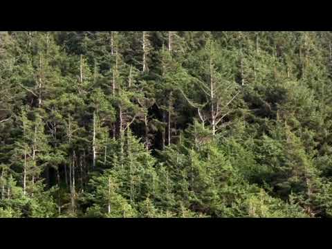 Daily Devotion:  Our Redeemer Lives! Job 19: 13- 27