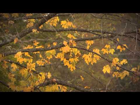 FLBC Daily Devotion Psalm 145:20