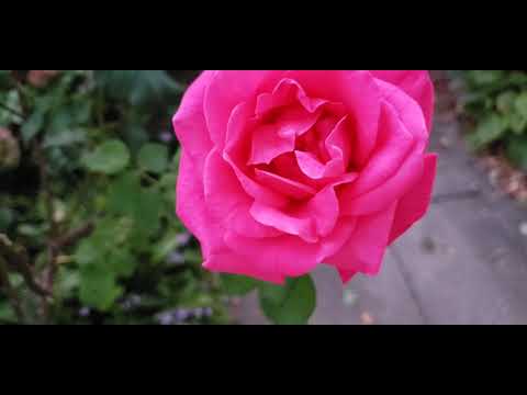 Matthew 5:5(GOD blesses those who are humble, for they will inherit the whole earth)