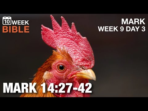 Before the Rooster Crows | Mark 14:27-42 | Week 9 Day 3 Study of Mark