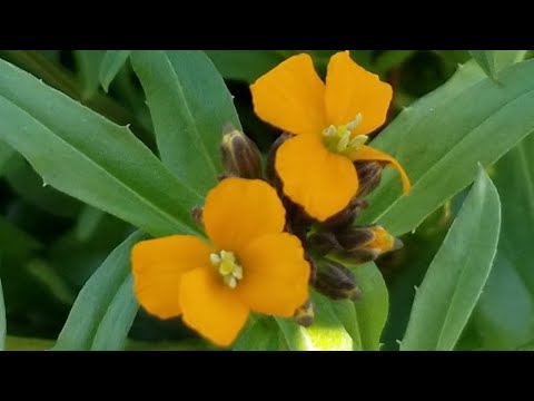 Morning prayer requests/devotions! Scripture of the day: Exodus 40:34-38 Through Thick And Thin! ????????