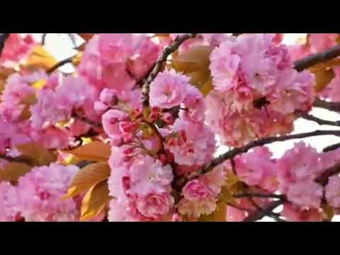 Gods Word # April 27 2021 # ஏசாயா / Isaiah 45:4 # Pastor.Prabhakar.