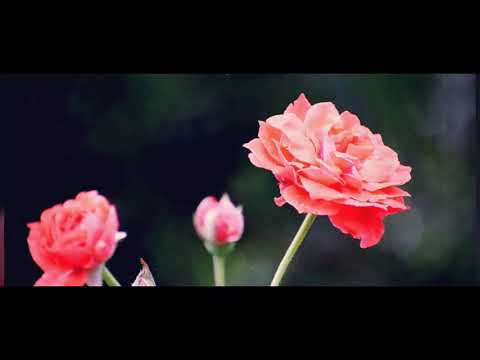 Today's Bible Verse | John 15:7 | you may ask for anything you want, and it will be granted