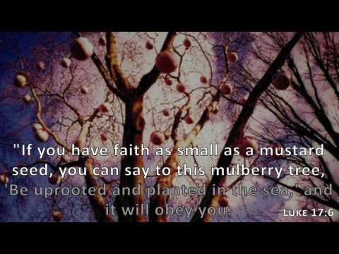 Luke 17:6, Holy Bible, NIV