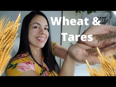 The Parable of the Wheat and the Tares.  Matthew 13: 24-30; 36-43 & Matthew 24:3-14 NKJV