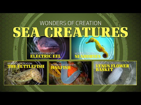 6. Sea Creatures | Wonders of Creation Classroom Series