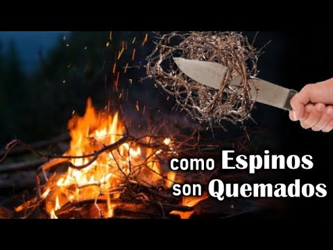 2 Samuel 23:6-7 los impíos serán como espinos que el que quiere tocarlos Se arma de hierro