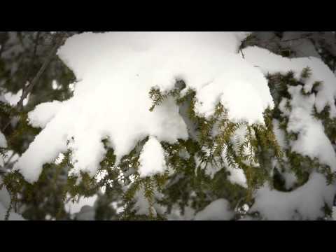 FLBC Daily Devotion Psalm 145:20