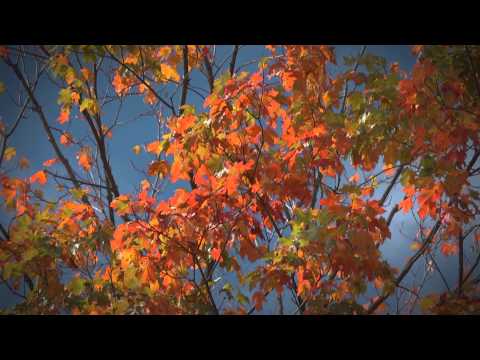 FLBC Daily Devotion Isaiah 32:17