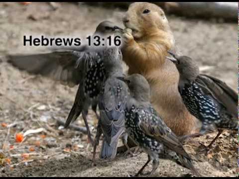 Hebrews 13:16