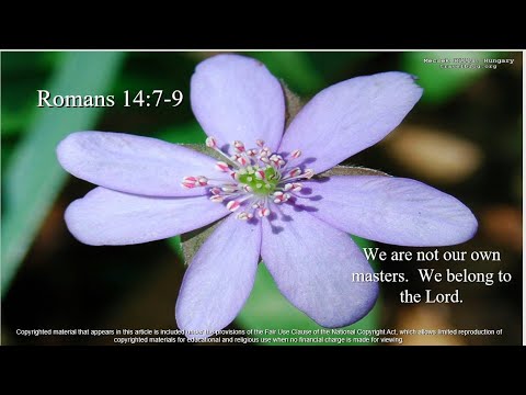 24th Sunday – OT – A - Second Reading - Romans 14:7–9 – Whether we live