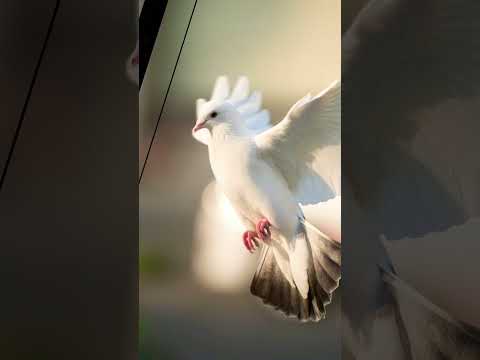 Saved by Grace | Today’s God’s Promise | Ephesians 2:8 | 29/8/22 | Jeremiah Paul Ministries