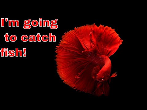 I'm going to catch fish! September 25 John 21: 1-3