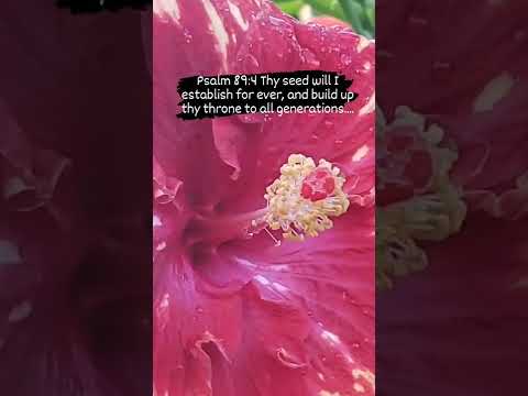 Psalm 89:49 Lord, where are thy former lovingkindnesses, which thou swarest unto David in thy truth?