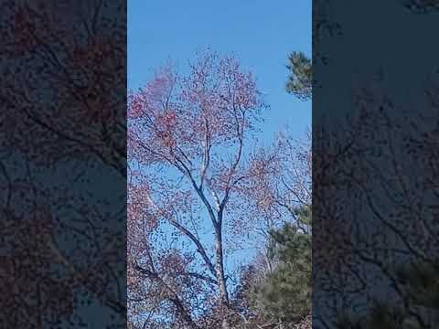 ARK of the door will be shut soon!! Genesis 7:13-16 Isaiah 26:20 Revelation 15:1-4